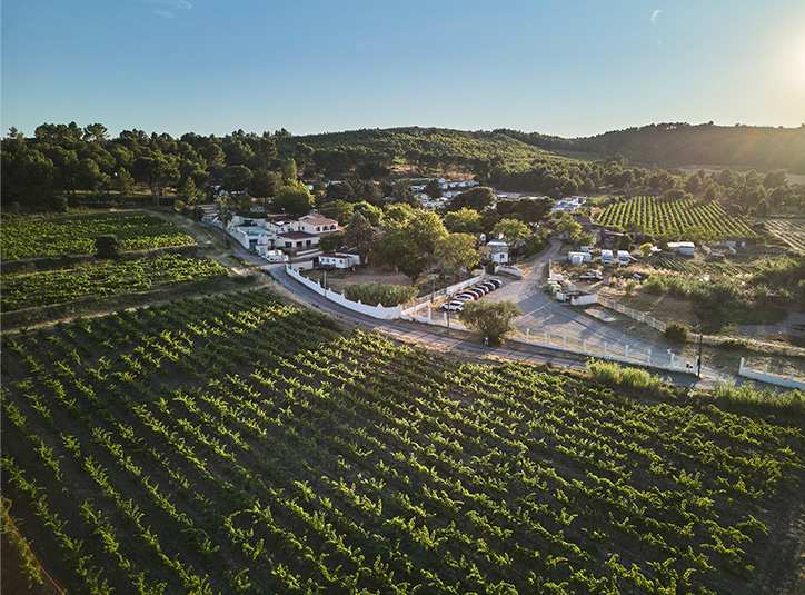 Au cœur des vignes